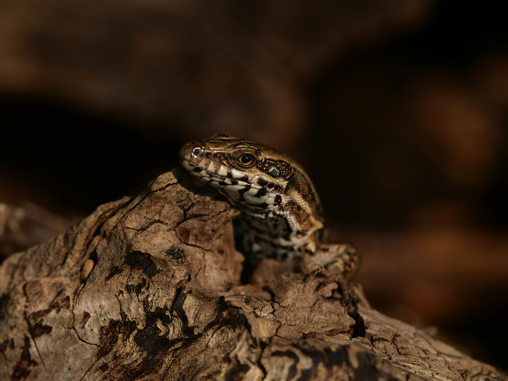 Mauereidechse . Podarcis muralis (Laurenti 1768) . Lézard des murailles . Common wall lizard . Muurhagedis