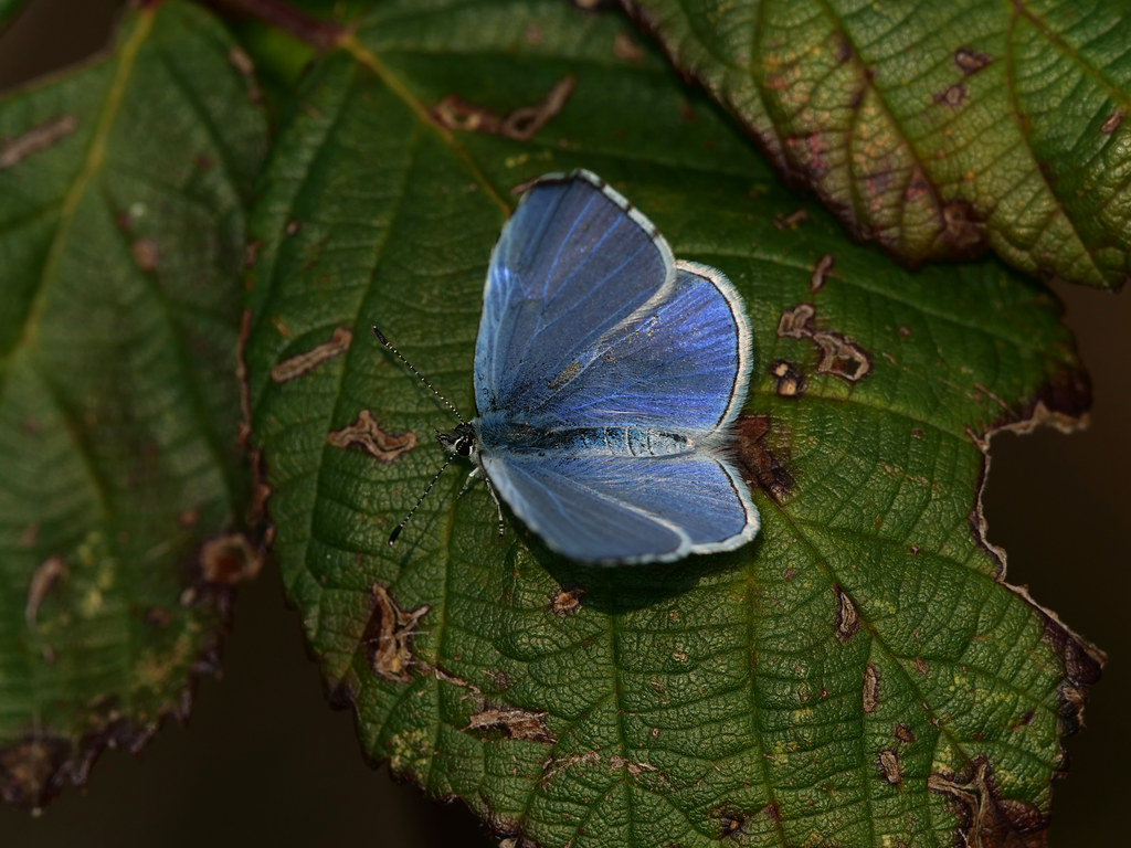 Faulbaum-Bläuling . Celastrina argiolus (Linnaeus 1758) . Azuré des nerpruns . Holly blue . Boomblauwtje
