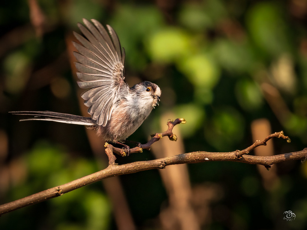 Orite à longue queue