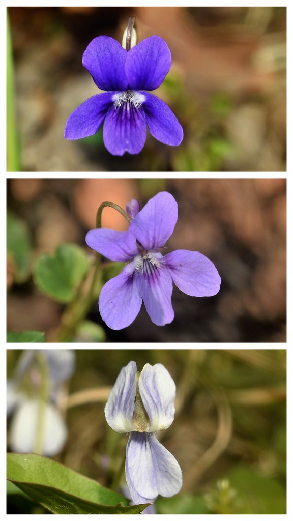 Les Violettes du Kirchnerkopf