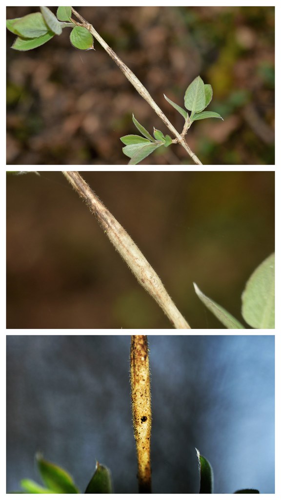 Pterotopteryx dodecadactyla