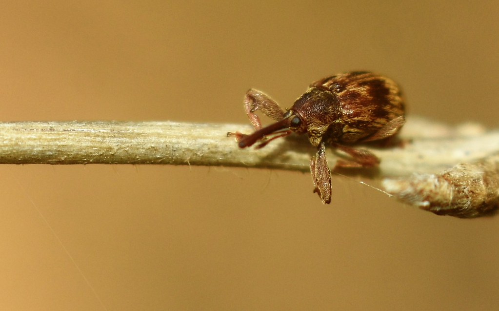 Anthonomus rectirostris