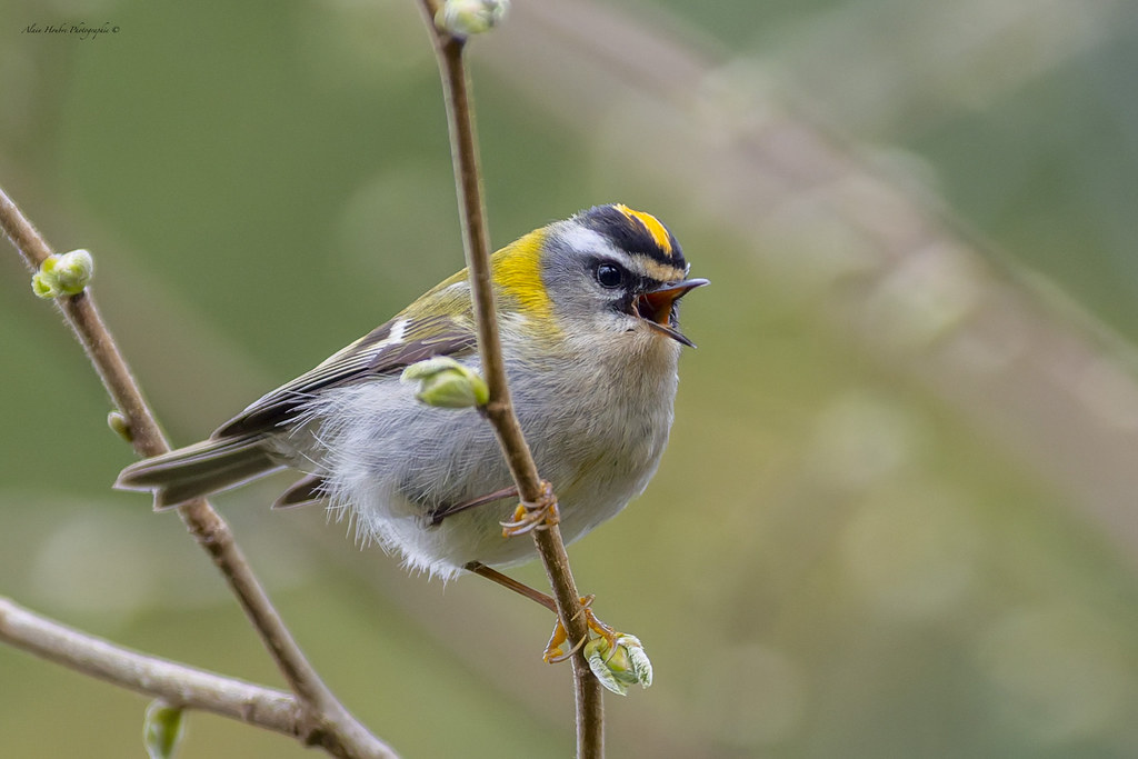 Roitelet triple bandeau