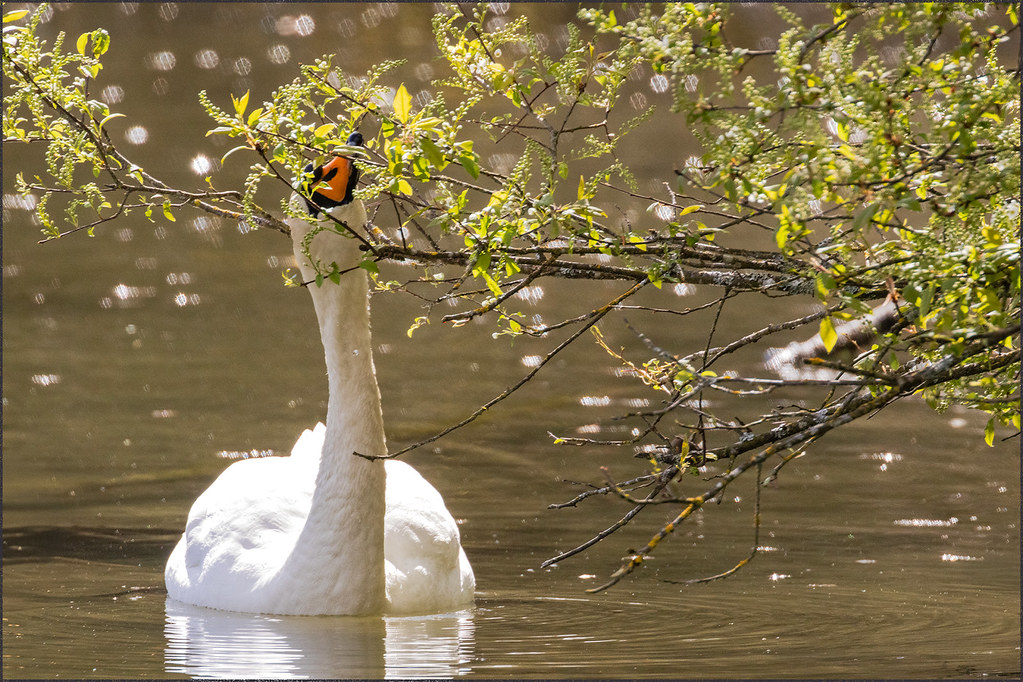 Cygne