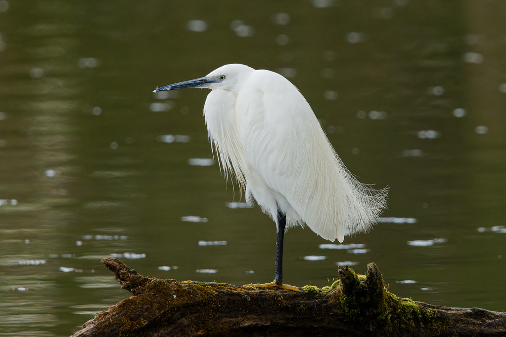 Aigrette Garzette