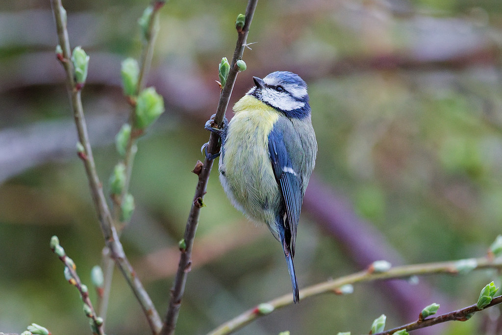 Mésange bleue/Cyanistes caeruleus