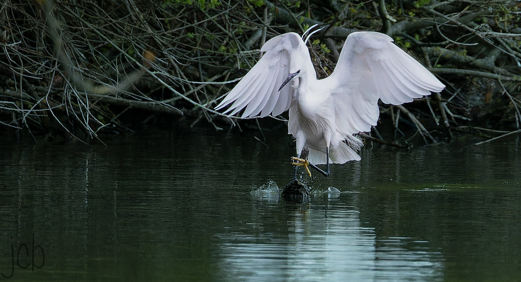 Aigrette garzette