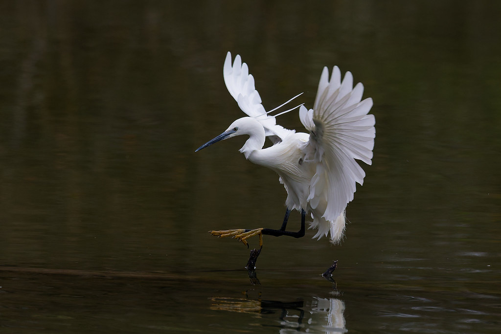 Aigrette garzette