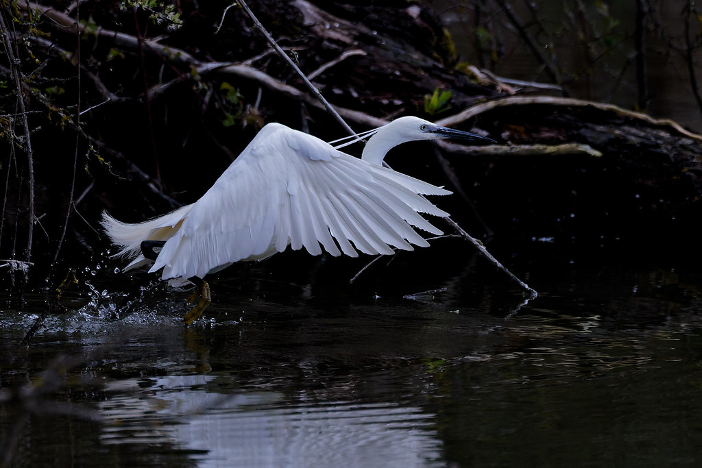 Aigrette garzette