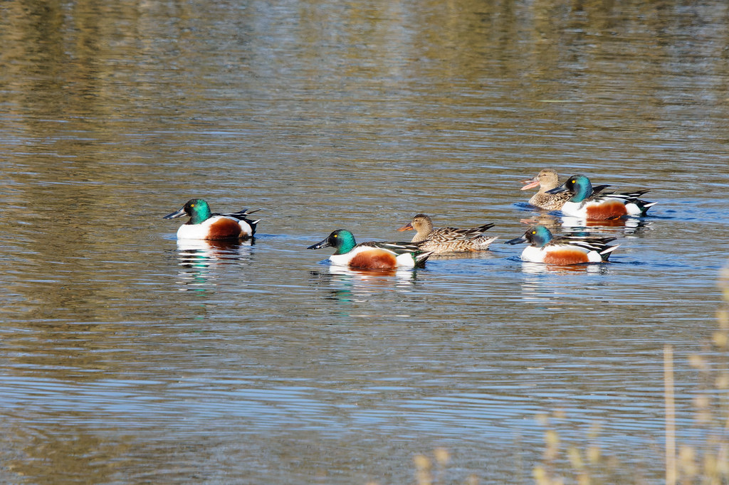 Canards Souchets