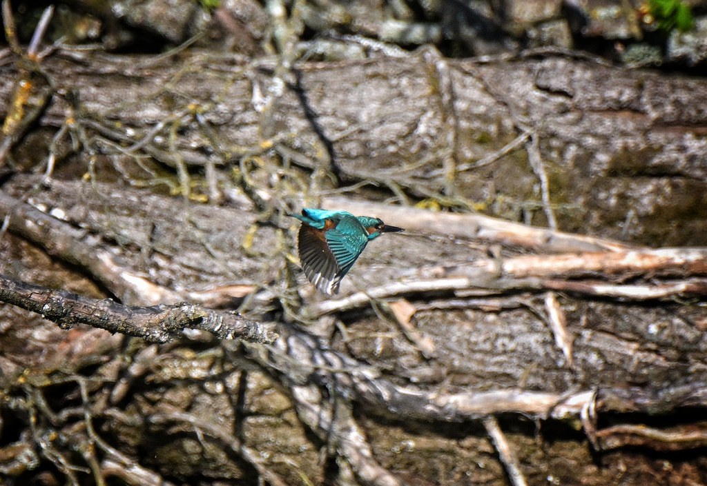 Kingfisher in-flight