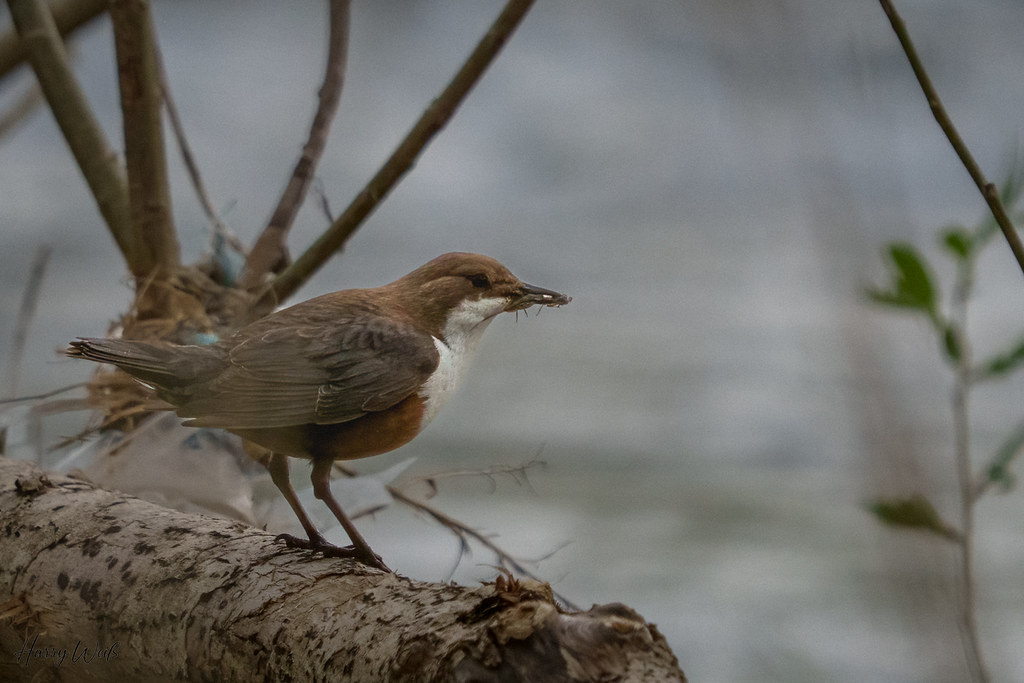 Wasseramsel mit erfolgreicher Futtersuche