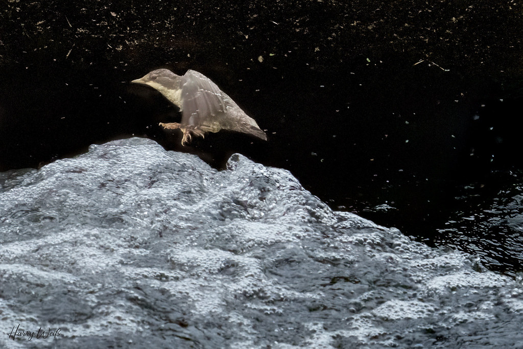 Wasseramsel fliegt über die Fluten