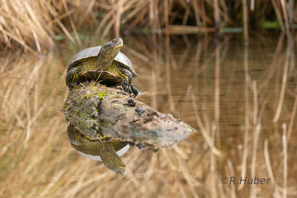 ©-R.Huber-europäische-Sumpfschildkröte