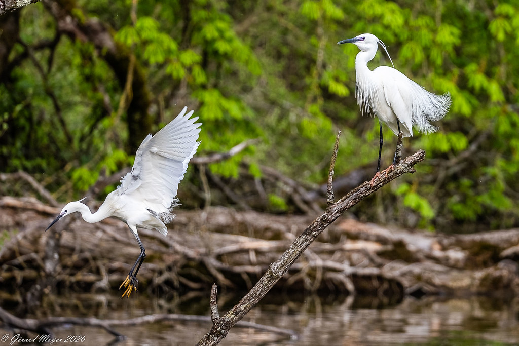 Aigrette garzette.