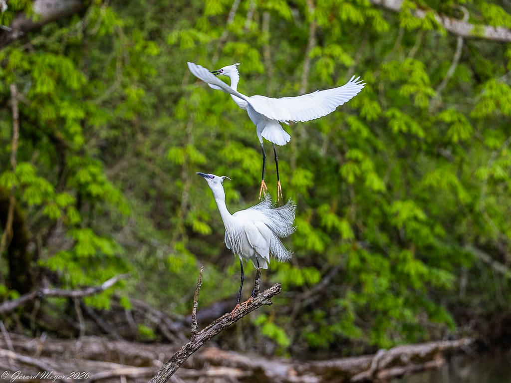 Aigrette garzette.