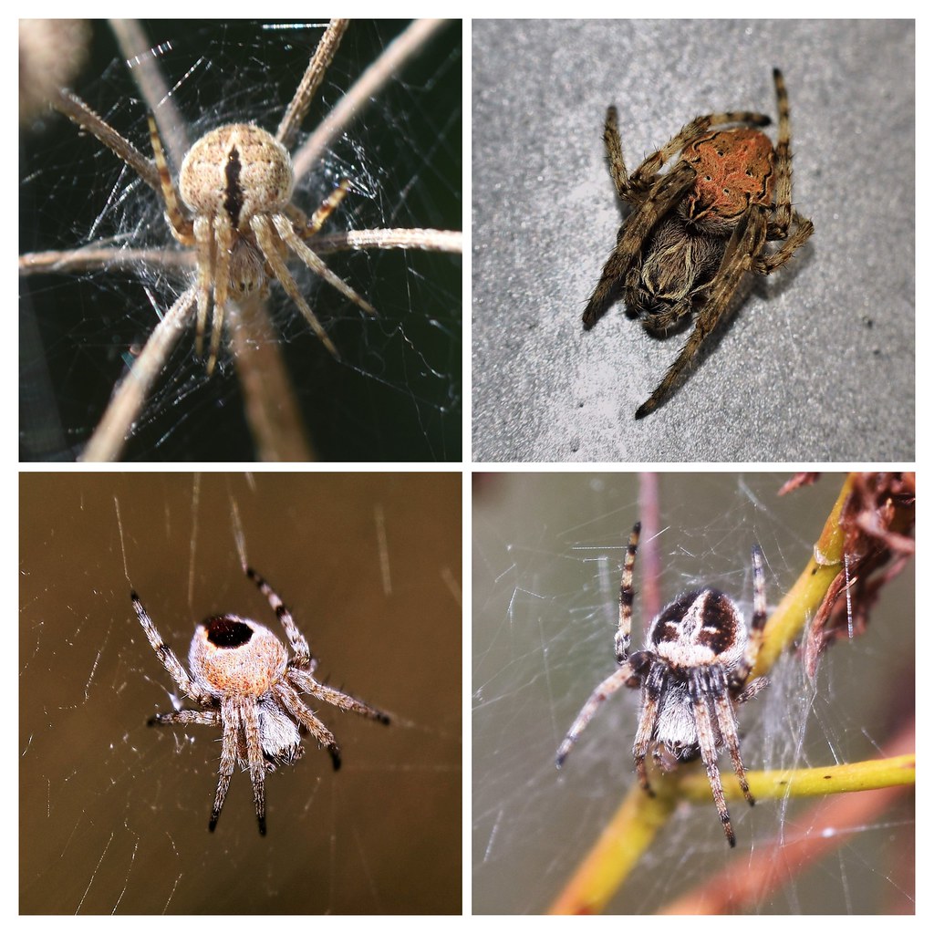 L'Épeire de velours