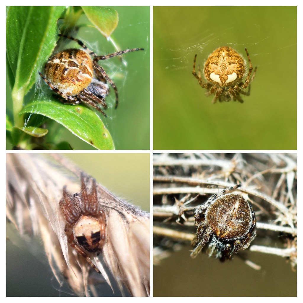 L'Épeire de velours