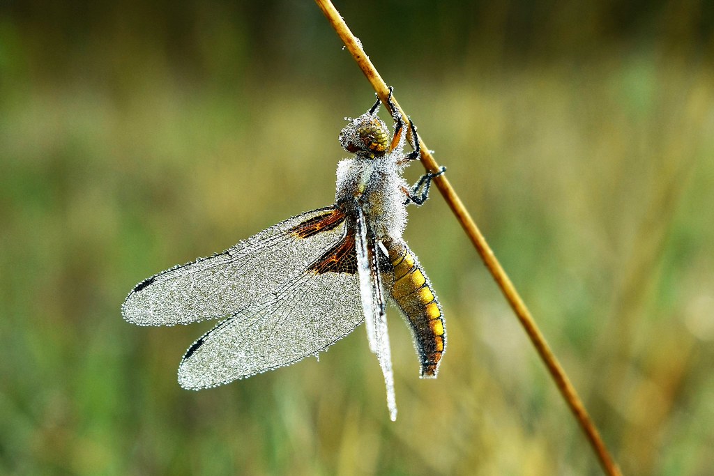 Libellule déprimée femelle