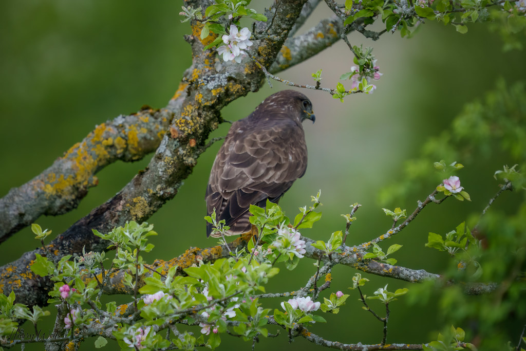 Bussard in der Apfelblüte