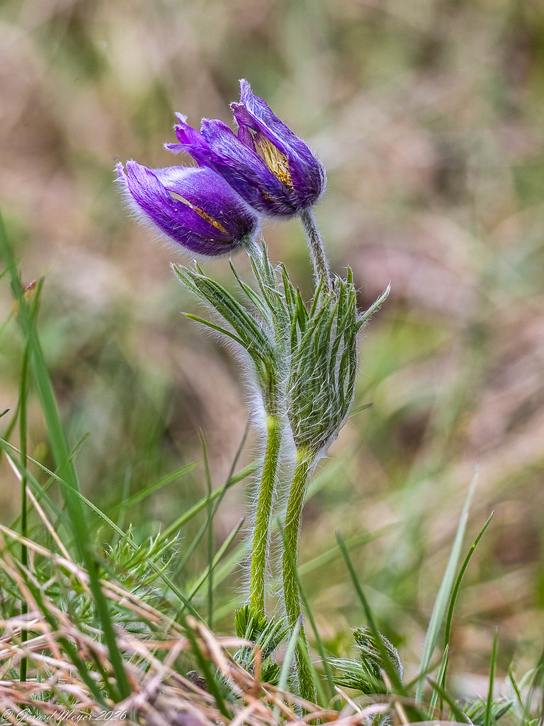 Anémone pulsatillle.