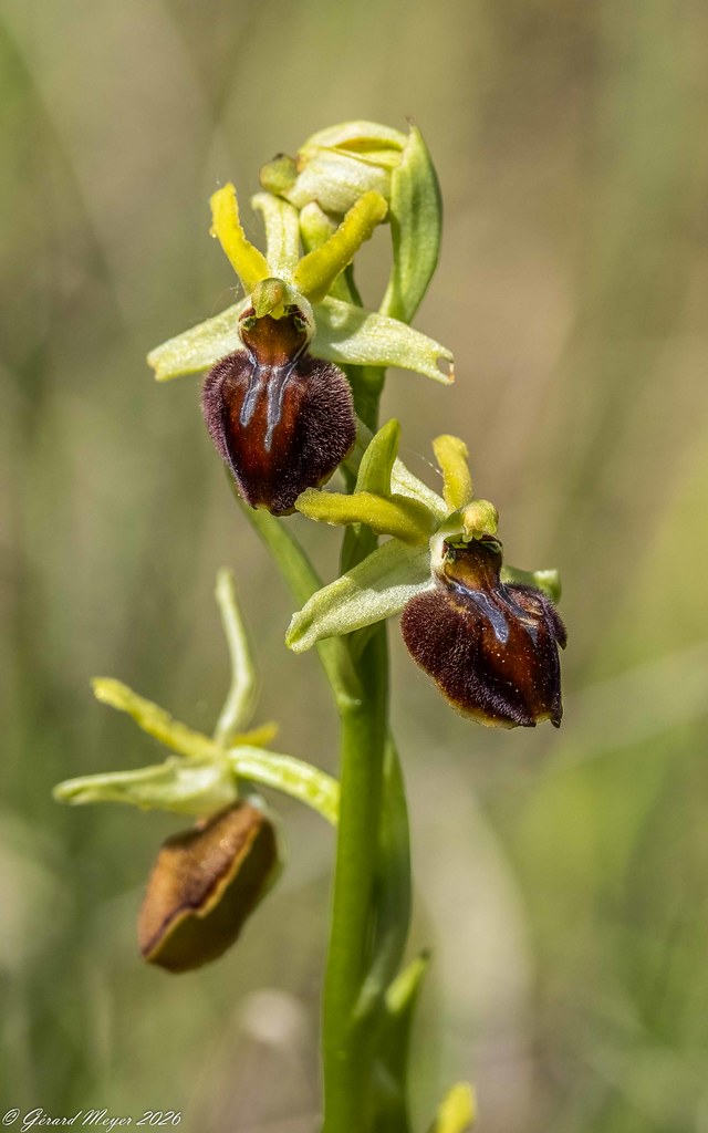 Ophrys araignée.