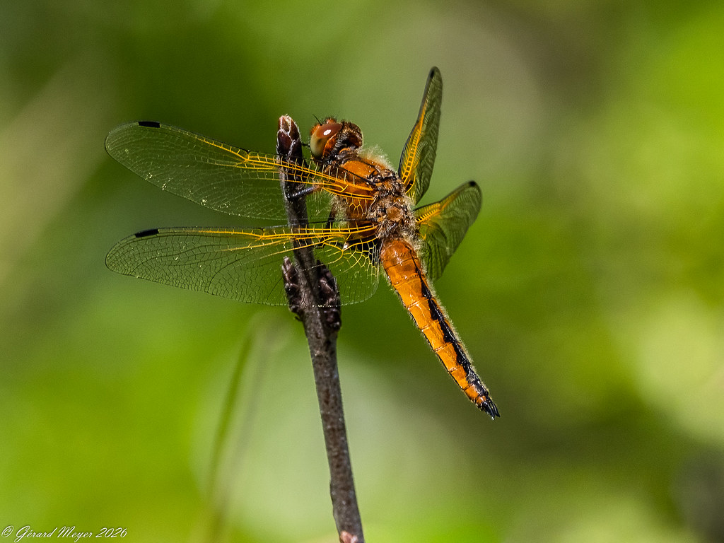 Libellule fauve.(F)