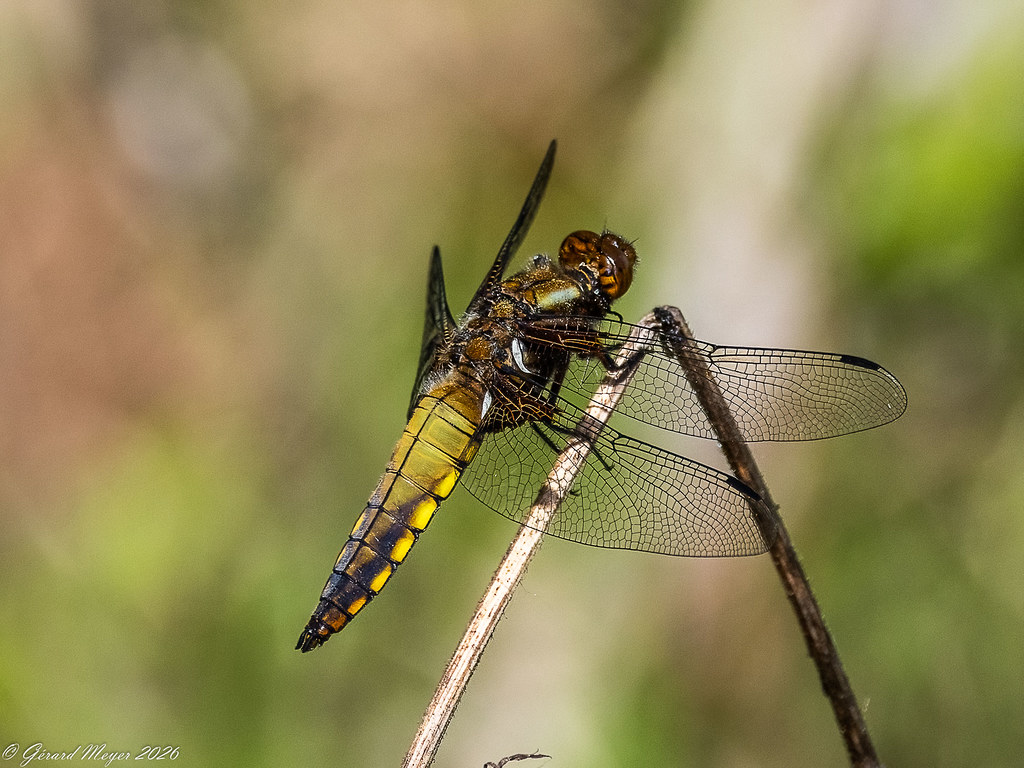 Libellule déprimée. (F)
