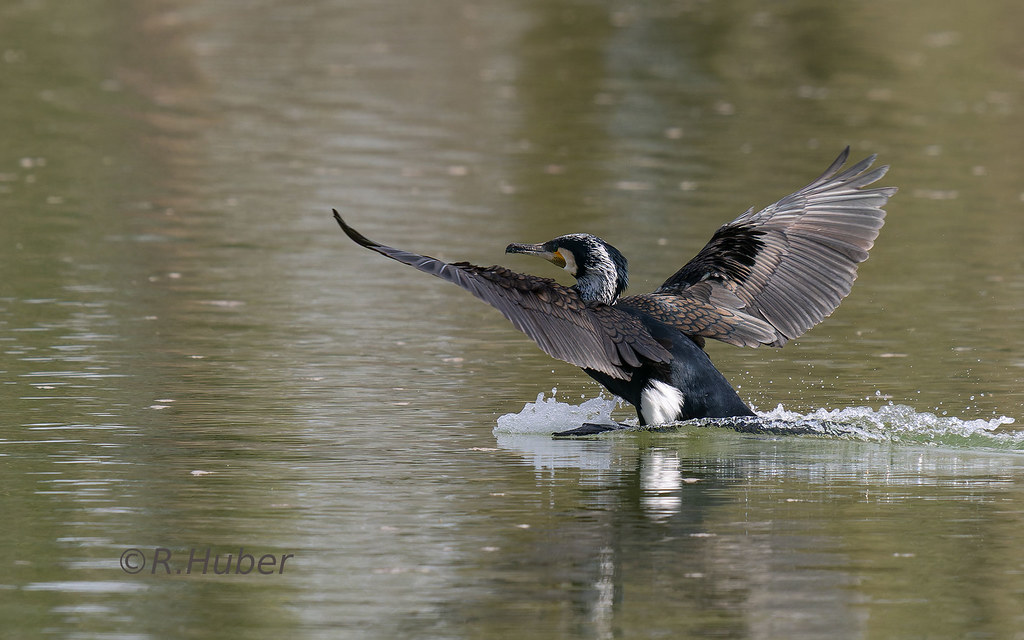 ©-R.Huber-landender-Kormoran