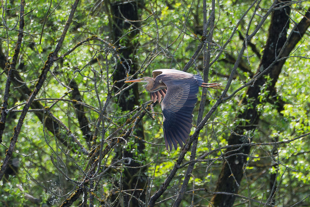 Héron pourpré/Ardea purpurea