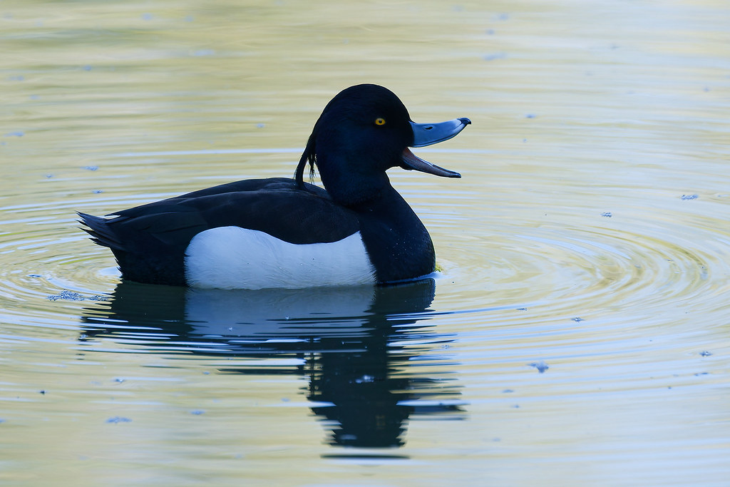 Fuligule morillon/Aythya fuligula