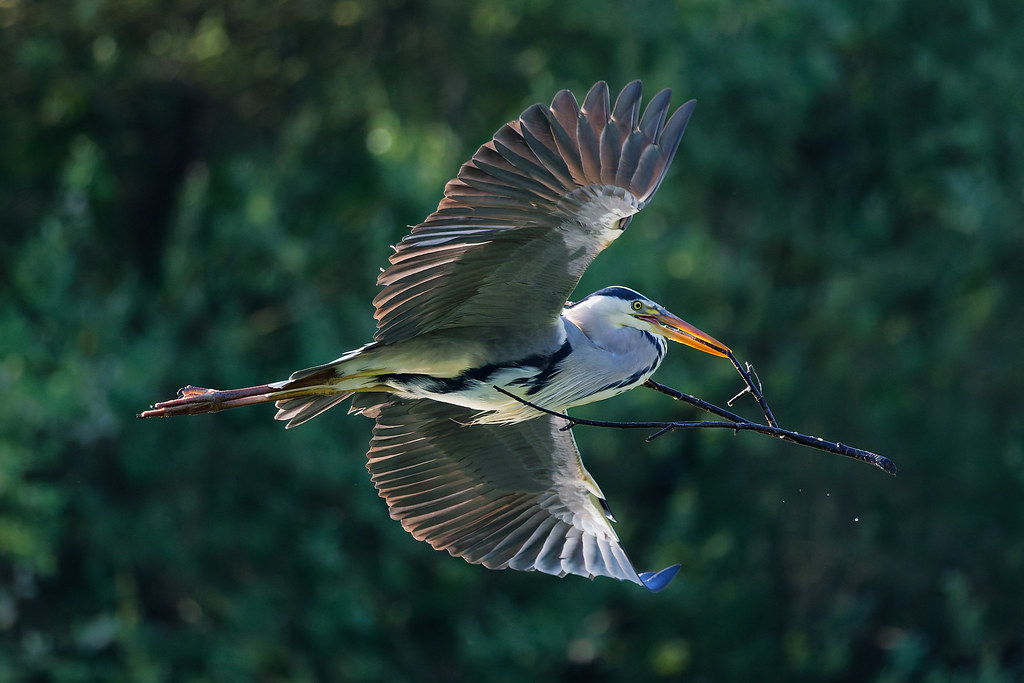 Héron cendré/Ardea cinerea