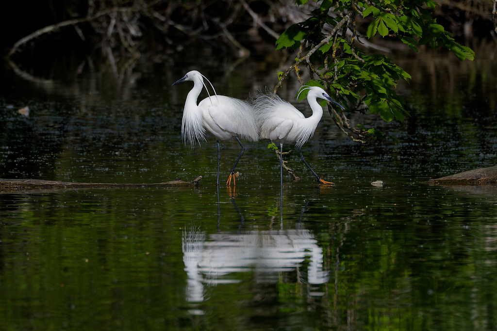 Aigrette garzette/Egretta garzetta