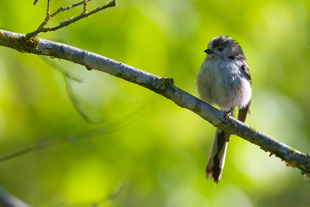 Mésange à longue queue/Aegithalos caudatus