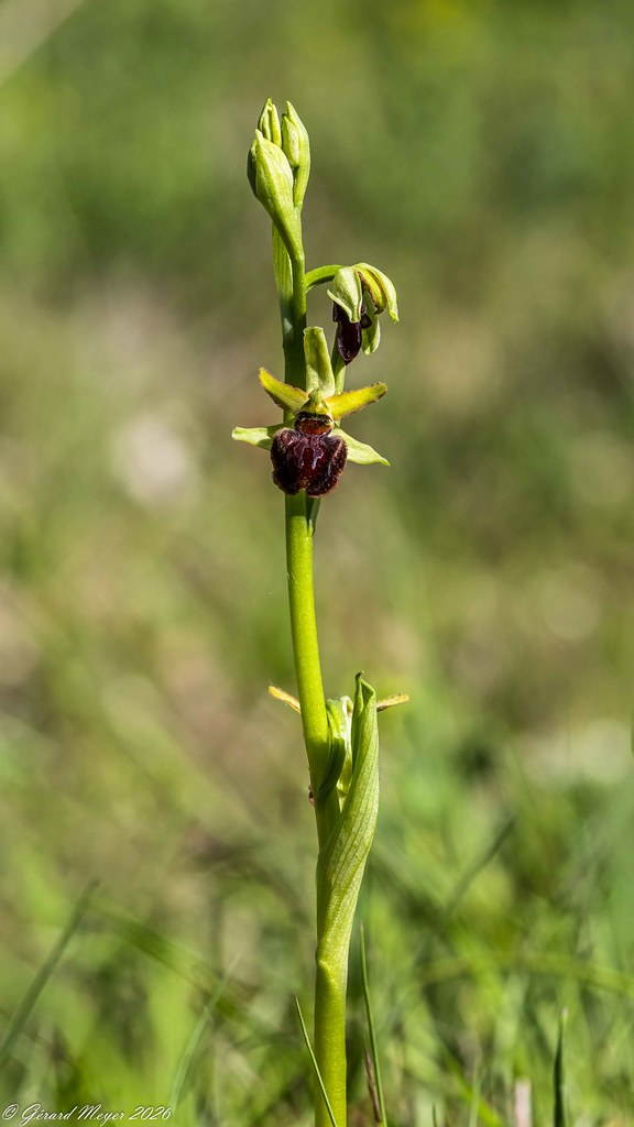 Ophrys araignée.