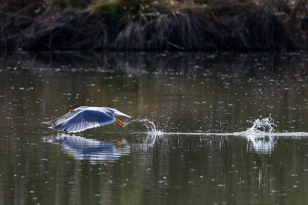 Goéland leucophée/Larus michahellis