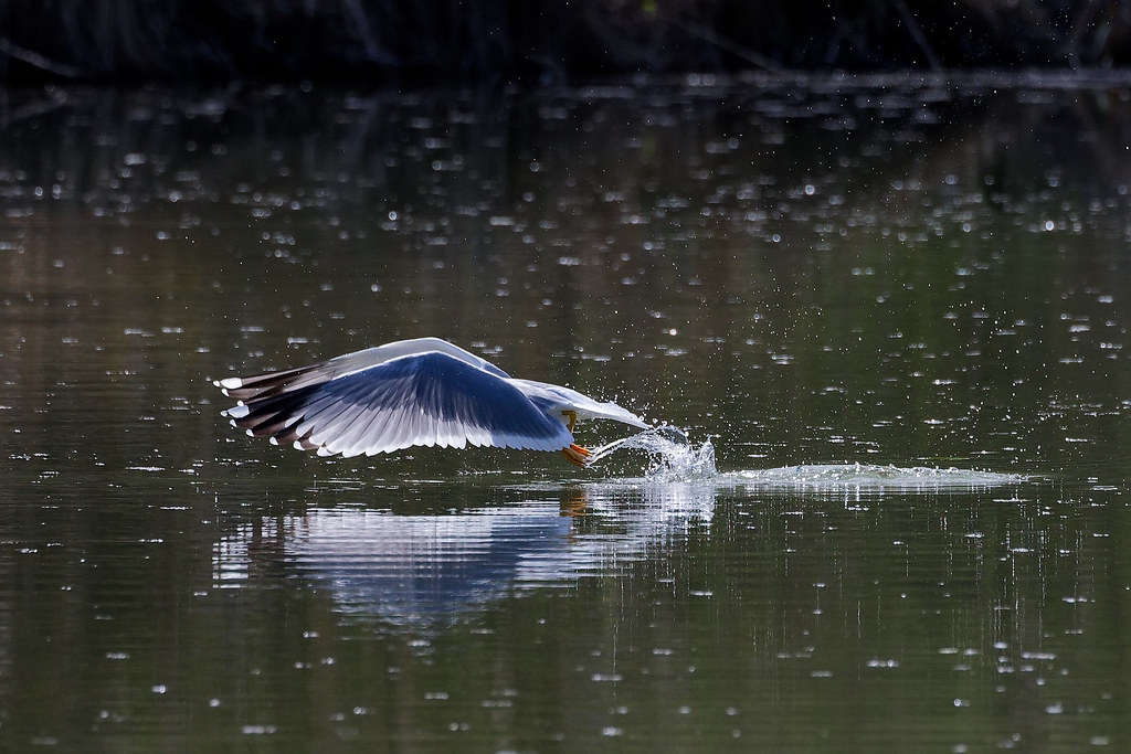 Goéland leucophée/Larus michahellis