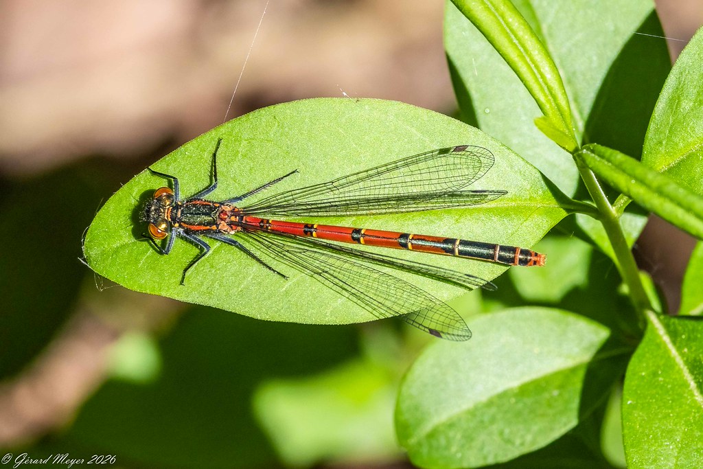 Nymphe à corps de feu.