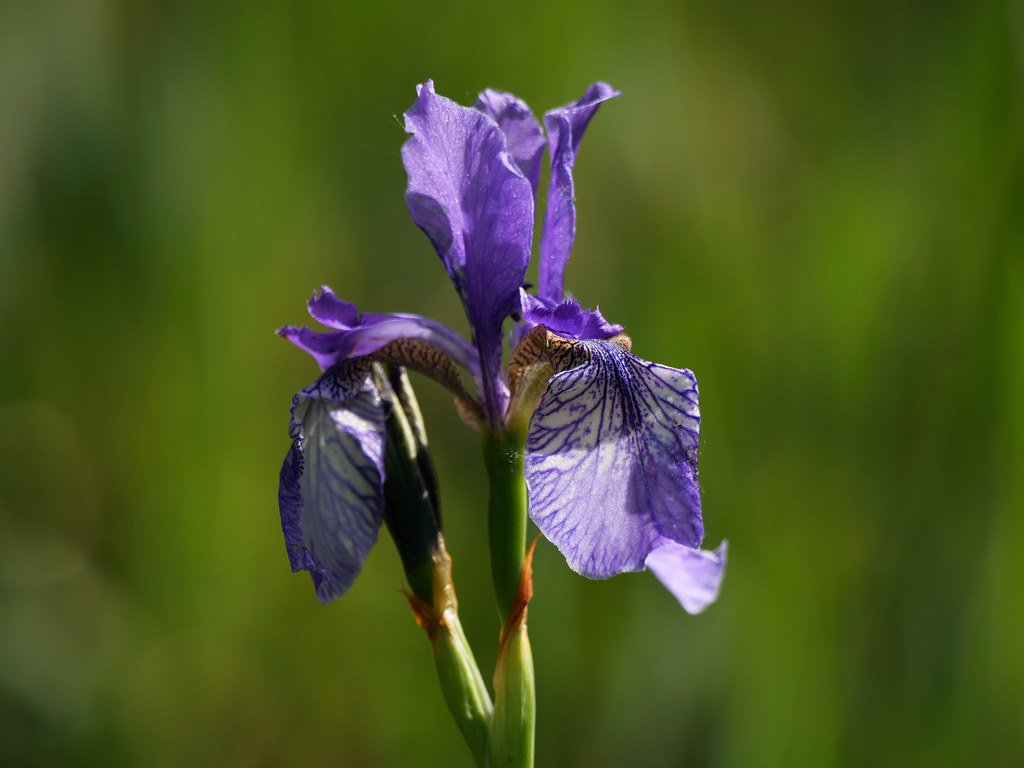 Sibirische Schwertlilie . Iris sibirica L. . Iris de Sibérie / Iris bleu des marais . Siberian Iris . Siberische lis