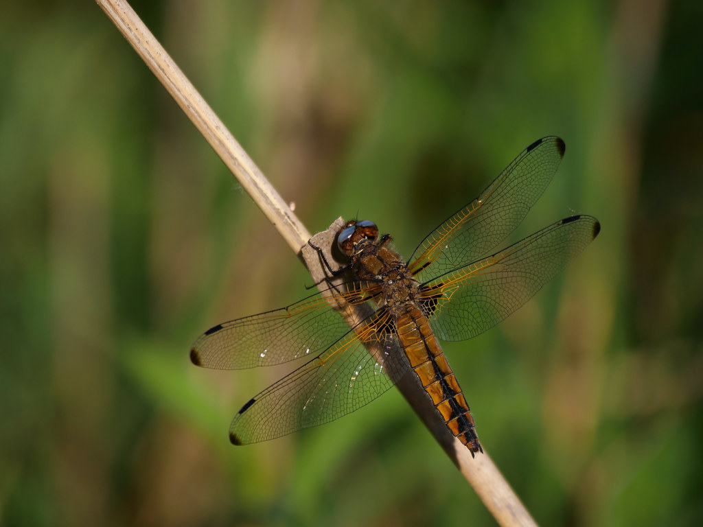 Spitzenfleck . Libellula fulva (Müller 1764) . Libellule fauve . Scarce chaser . Bruine korenbout