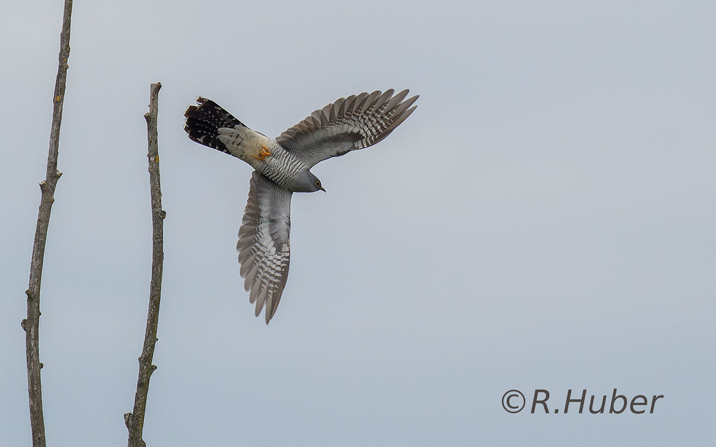 ©-R.Huber-abfliegender-Kuckuck