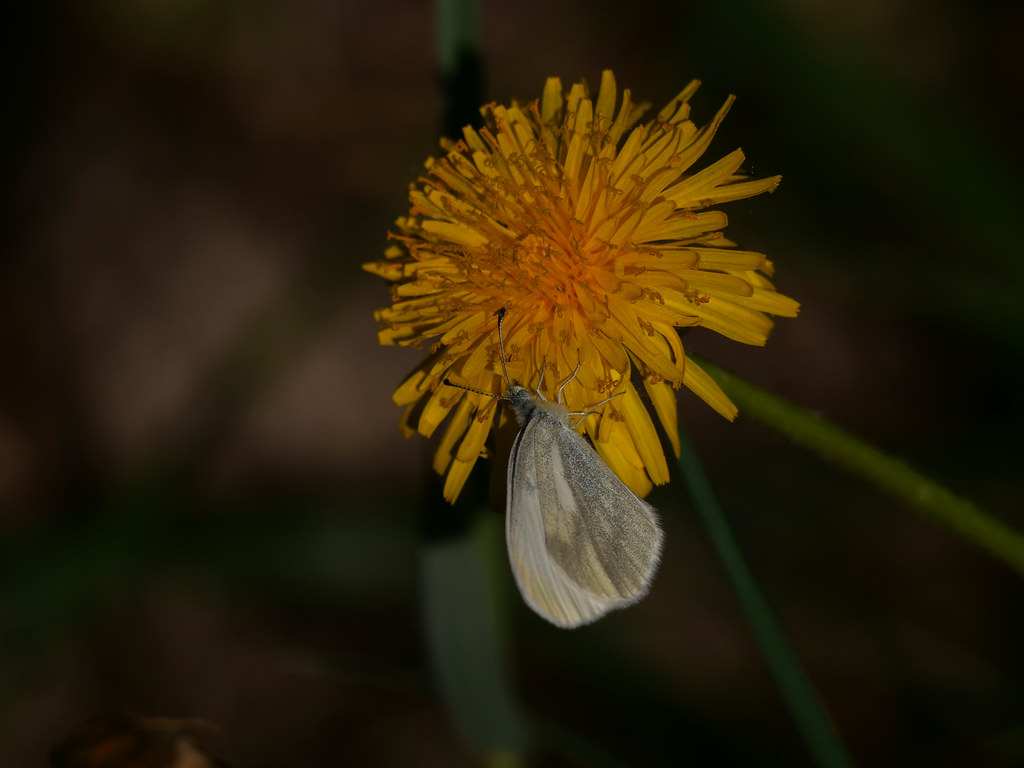 Artenkomplex Leptidea sinapis: Linnés Schmalflügelweissling . Leptidea sinapis (Linnaeus 1758) / Verkannter Schmalflügelweissling . Leptidea juvernica (Williams 1946)