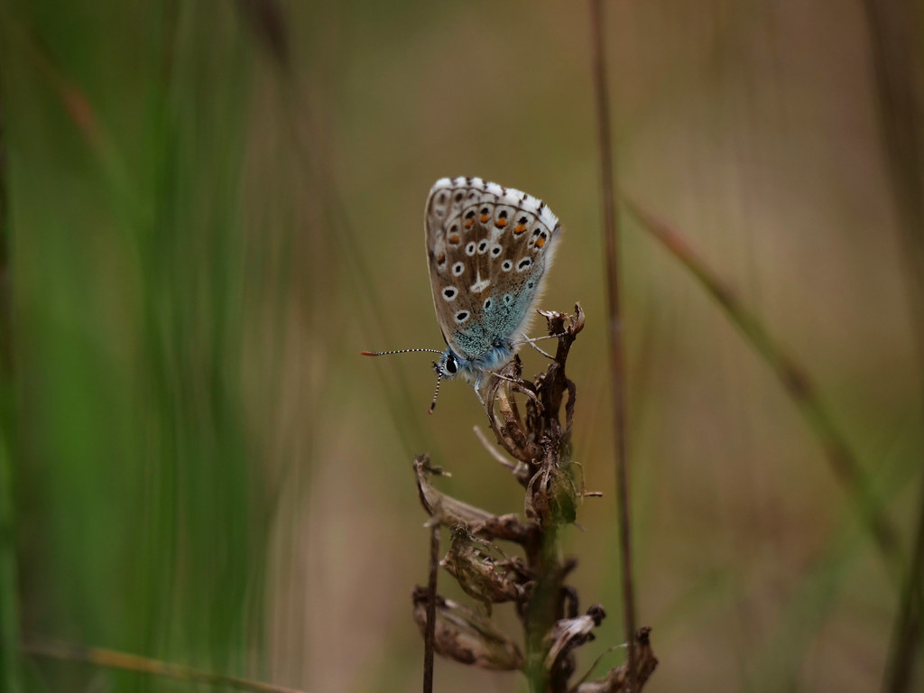Himmelblauer Bläuling . Polyommatus bellargus (Rottemburg 1775) . Azuré bleu céleste / Bel-Argus . Adonis blue . Adonisblauwtje