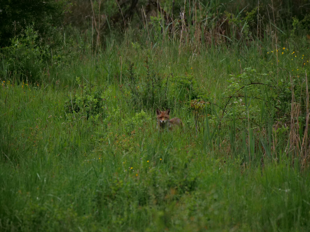 Rotfuchs . Vulpes vulpes (Linnaeus 1758) . Renard roux . Red fox . Rode vos