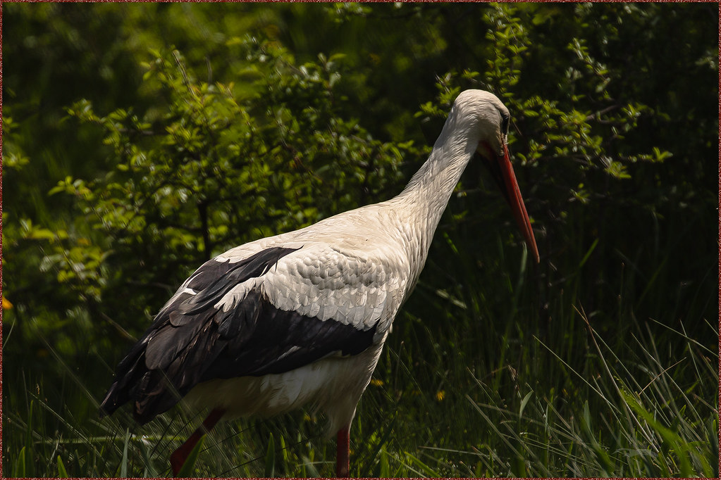 Cigogne