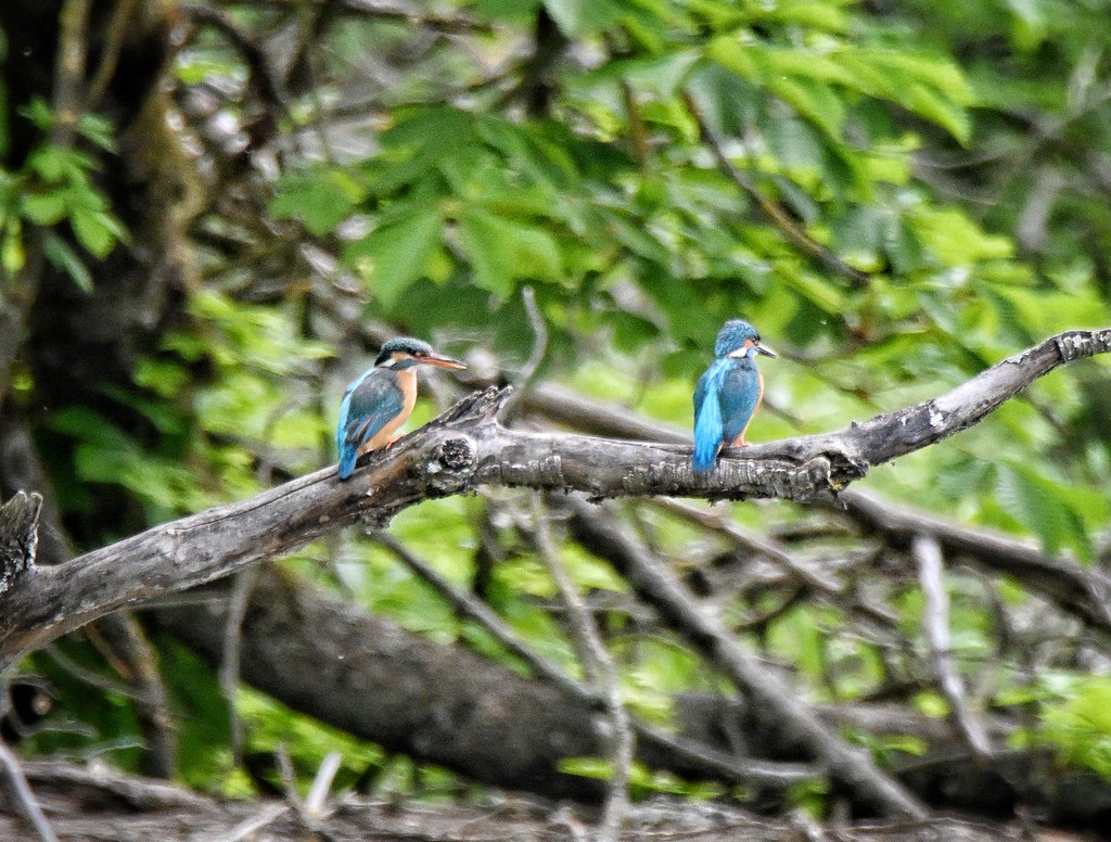 Kingfishers