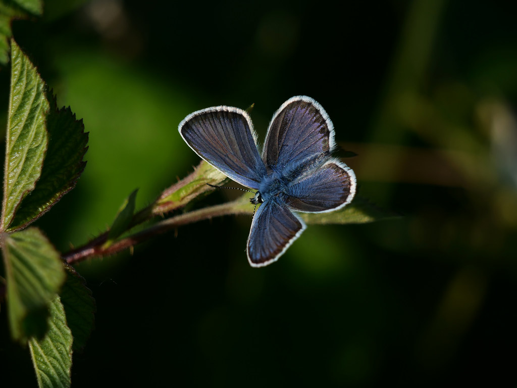 Argusbläuling / Geissklee-Bläuling . Plebeius argus (Linnaeus 1758) . Argus bleu / Petit argus . Silver-studded blue . Heideblauwtje