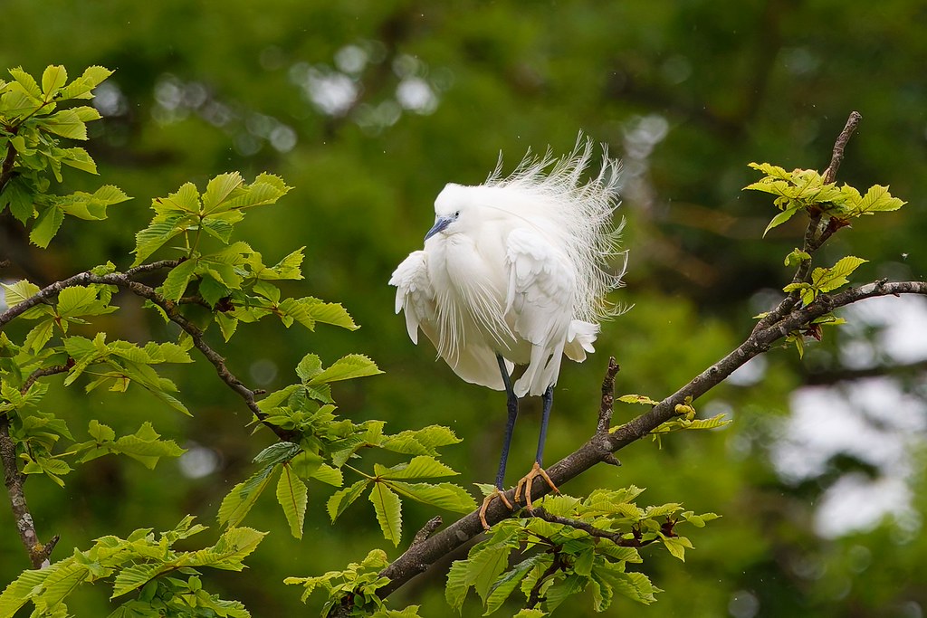 Aigrette garzette – Seidenreiher – Little Egret. Réserve naturelle Petite Camargue alsacienne