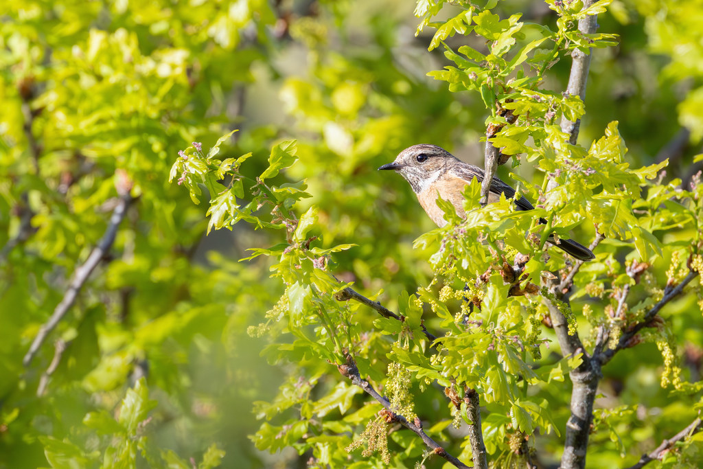 Tarier pâtre - Stonechat