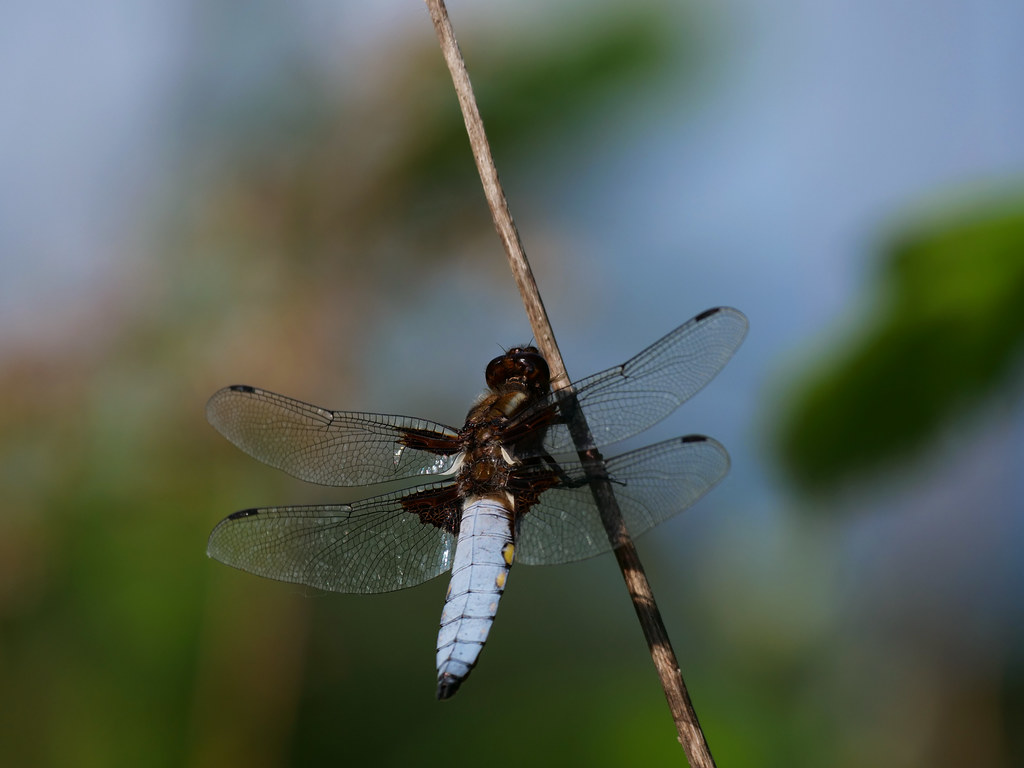 Plattbauch . Libellula depressa (Linnaeus 1758) . Libellule déprimée . Broad-bodied chaser . Platbuik